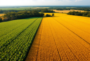 A Evolução da Área de Soja no Matopiba: Dados de 2018 até 2024