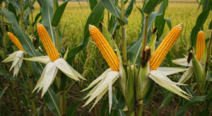 Safra 2024-25 recorde - 2MatopibaFaz