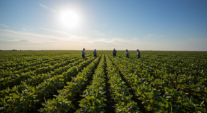 Safra 2024-25 recorde - 4 MatopibaFaz